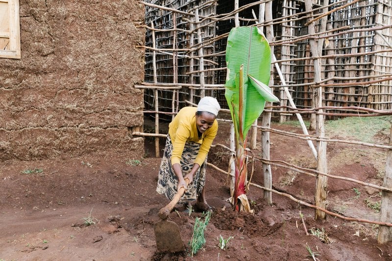 Butukan planting