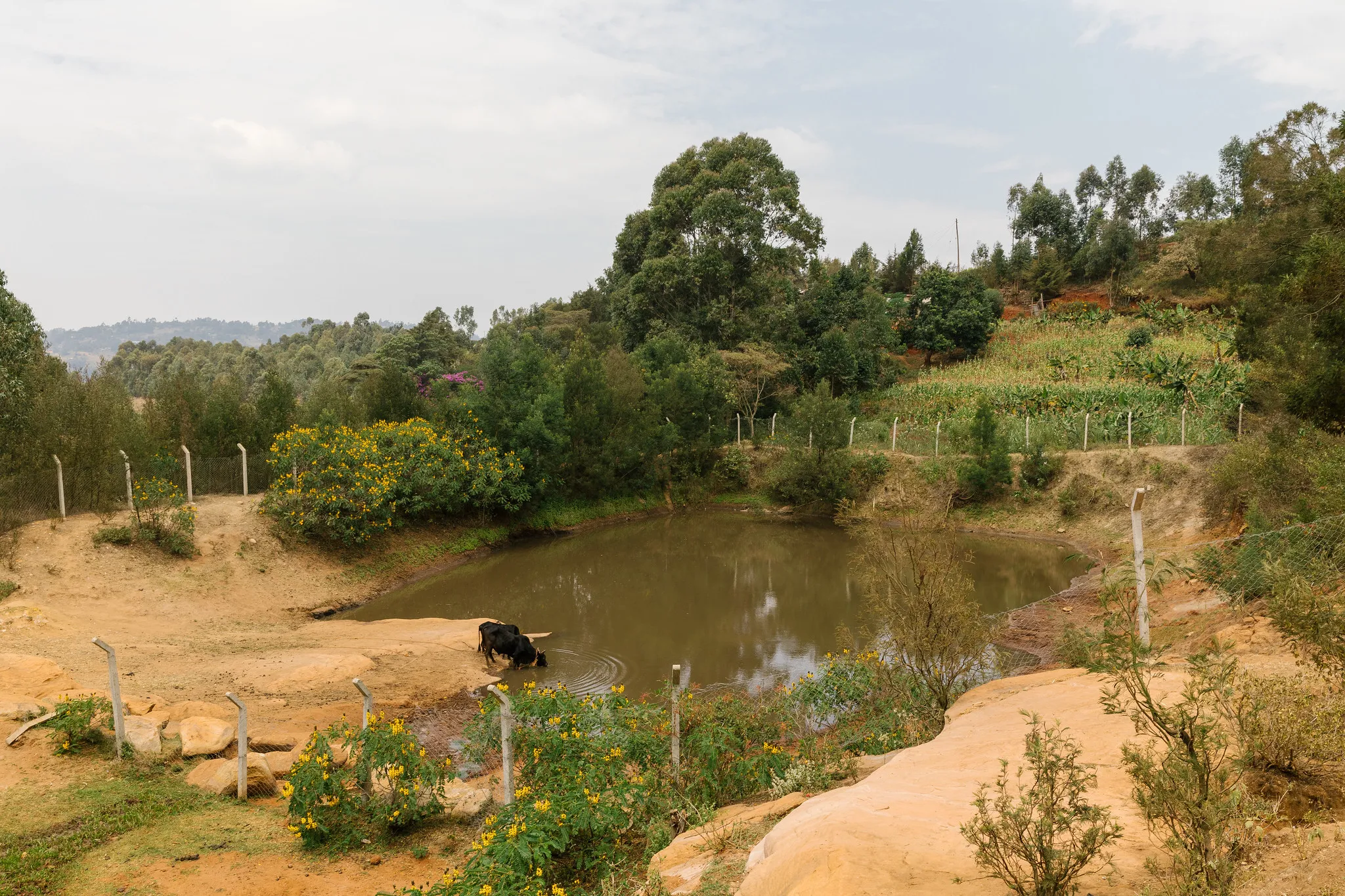 landscape-pond.jpg